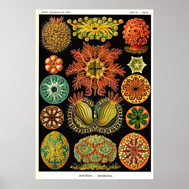 Poster Ernst Haeckel Kunstformen der Natur Ascidian (Devant)