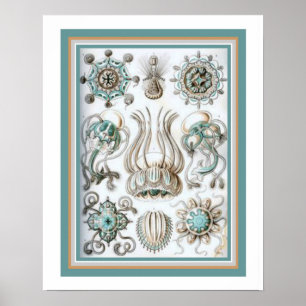 Poster Ernst Haeckel "la géométrie sacrée" 16 x copie 20