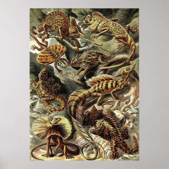 Poster Ernst Haeckel - Lacertilia Lizards (Devant)