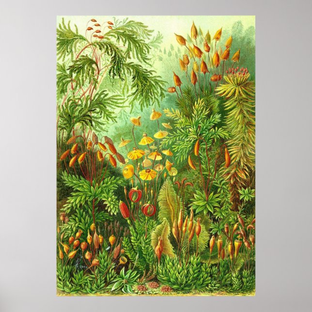 Poster Ernst Haeckel - Muscinae (Devant)