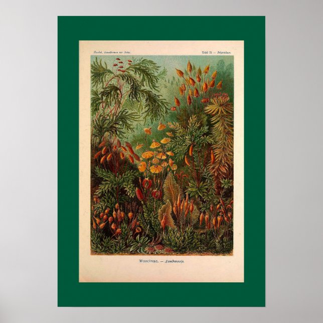Poster Ernst Haeckel Muscinae illustration vintage (Devant)