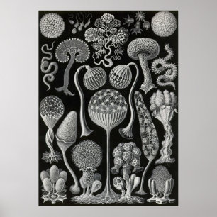 Poster Ernst Haeckel - Mycetozoa