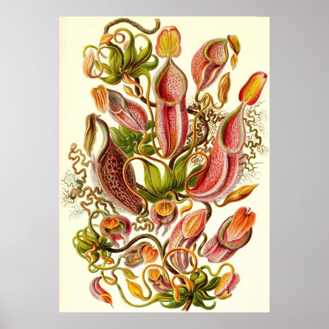 Poster Ernst Haeckel - Nepenthaceae (Devant)