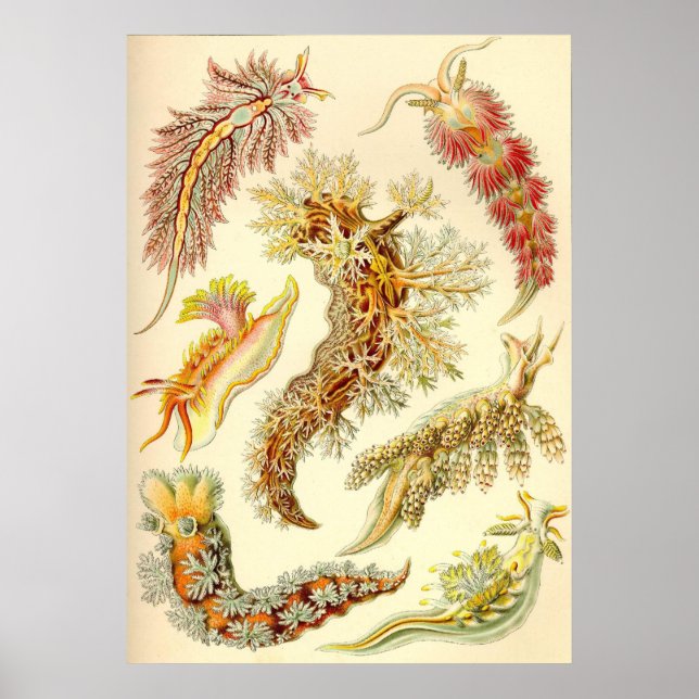 Poster Ernst Haeckel - Nudibranchia (Devant)