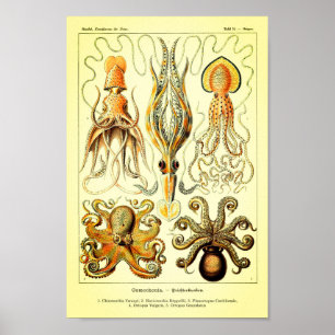 Poster Ernst Haeckel Octopus