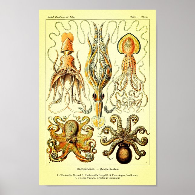 Poster Ernst Haeckel Octopus (Devant)