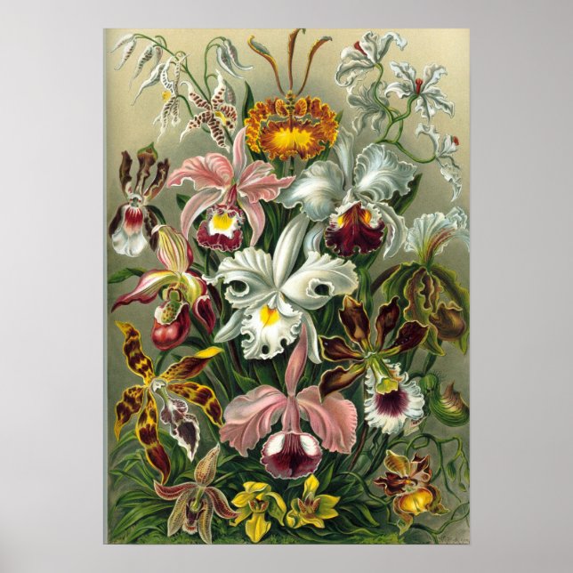 Poster Ernst Haeckel - Orchidae (Devant)