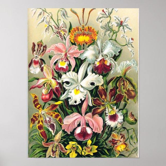 Poster Ernst Haeckel - Orchidées (Devant)