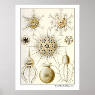 Poster Ernst Haeckel Phaeodaria