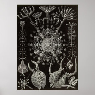 Poster Ernst Haeckel - Phaeodaria2