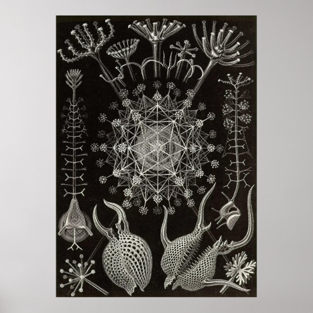 Poster Ernst Haeckel - Phaeodaria2 (Devant)