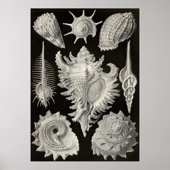 Poster Ernst Haeckel - Prosobranchia (Devant)