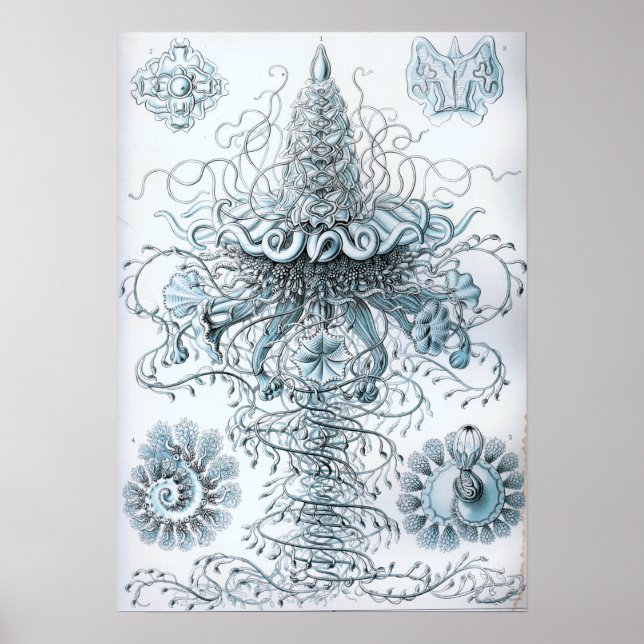 Poster Ernst Haeckel Siphonophorae Jellyfish Bluebottle (Devant)