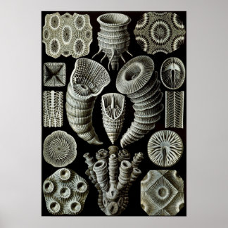 Poster Ernst Haeckel Tetracorallia corail