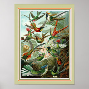Poster Ernst Haeckel "Trochilidae" 12 x copie 16
