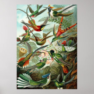 Poster Ernst Haeckel Trochilidae Hummingbird