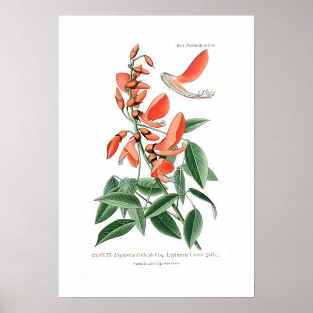Poster Erythrina crista-galli (Devant)