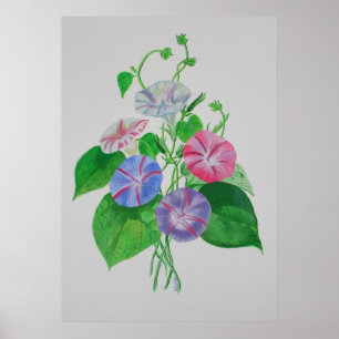 Poster Escalade colorée Matin Glory Botanical Art
