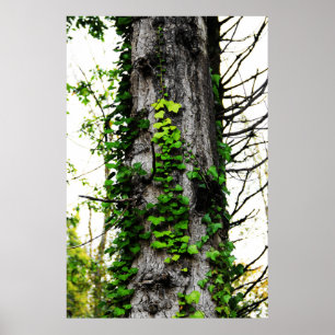 Poster Escalade Ivy