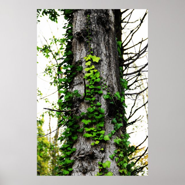 Poster Escalade Ivy (Devant)