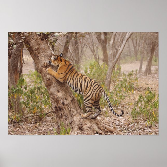 Poster Escalade royale de Tigre du Bengale sur l'arbre (Devant)