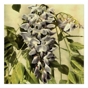 Poster Escalade Windblown Wisteria Vine peinture acryliqu