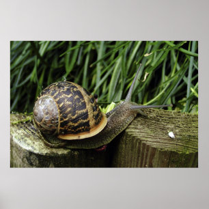 Poster Escargot