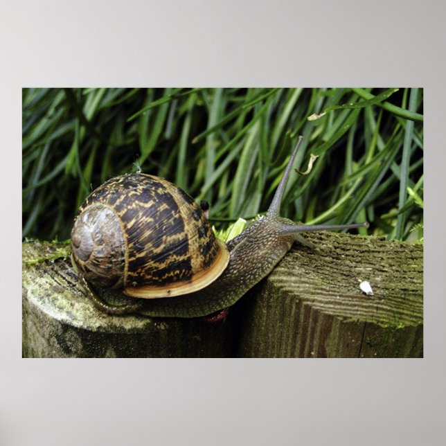 Poster Escargot (Devant)