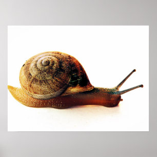 Poster escargot