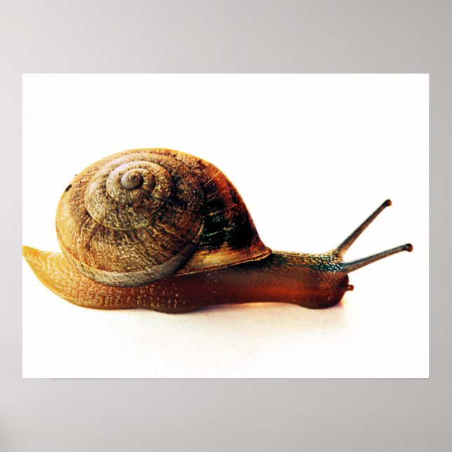 Poster escargot (Devant)