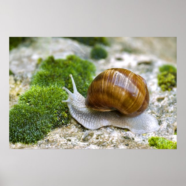 Poster Escargot de Bourgogne (Devant)