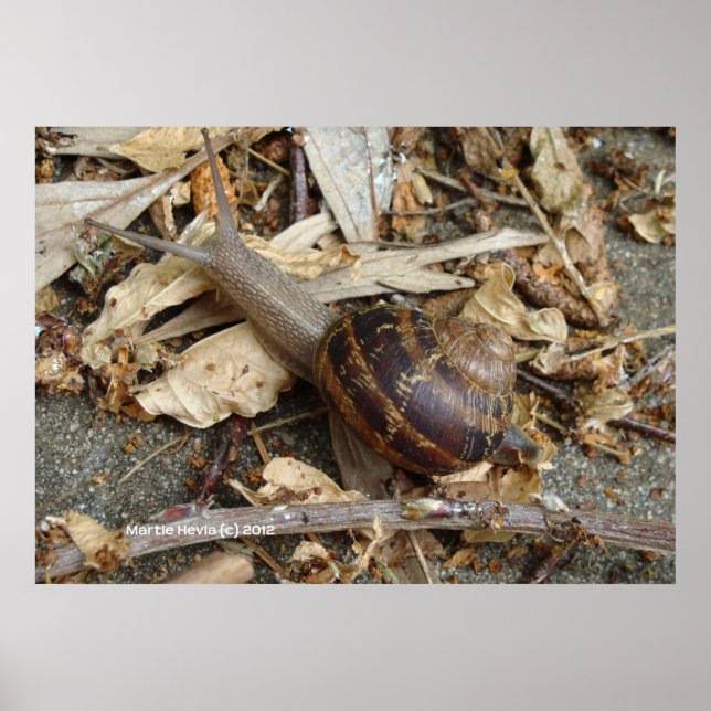 Poster Escargot sur la course (Devant)