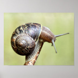 Poster Escargots - Le Plaisir Riche