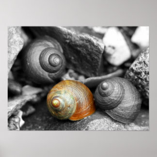 Poster Escargots scolaires II