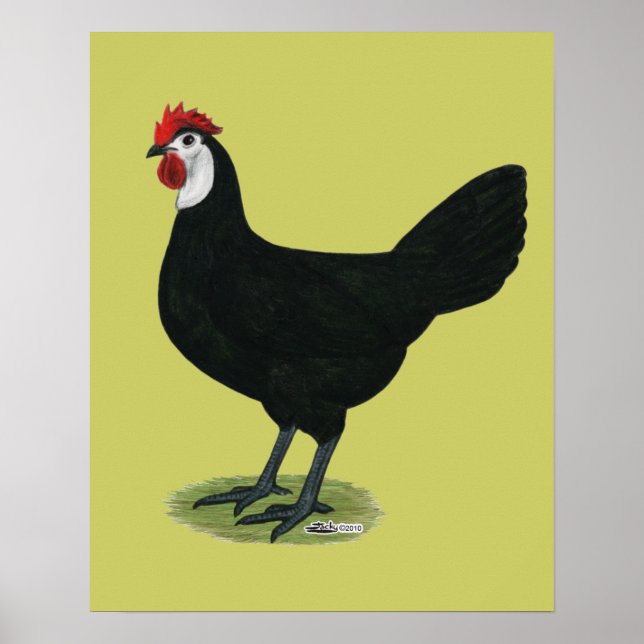 Poster Espagnol : Hen à visage blanc (Devant)