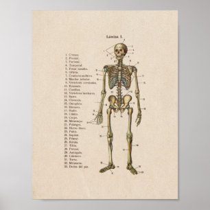 Poster Espagnol Vintage Anatomie Imprimer Squelette