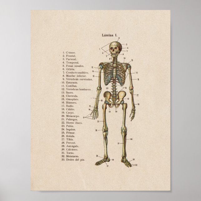 Poster Espagnol Vintage Anatomie Imprimer Squelette (Devant)