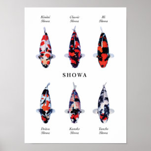 Poster Espèce emblématique de carpes koï japonaises : Sho