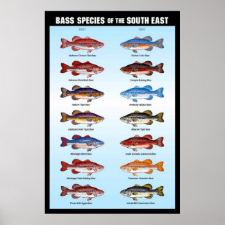 Poster Espèces de basse du Sud-Est
