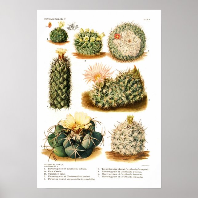 Poster Espèces de cactus (Devant)