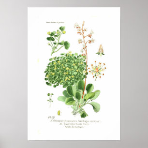 Poster Espèces de saxifrage