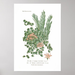 Poster Espèces de sedum