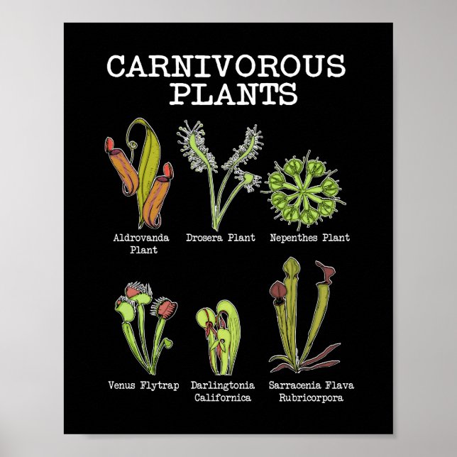 Poster Espèces Plantes carnivores Saracenia Vénus Flytrap (Devant)