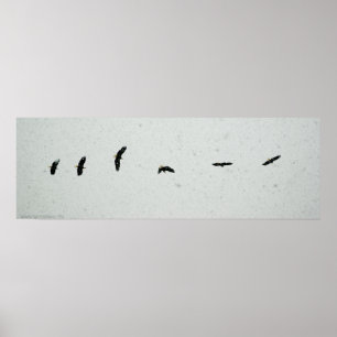 Poster Esprit du vol