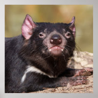 Esprit indompté Diable de Tasmanie