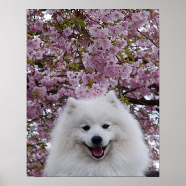 Poster Esquimau Japonais / Eskimo Américain Cerry Blossom (Devant)