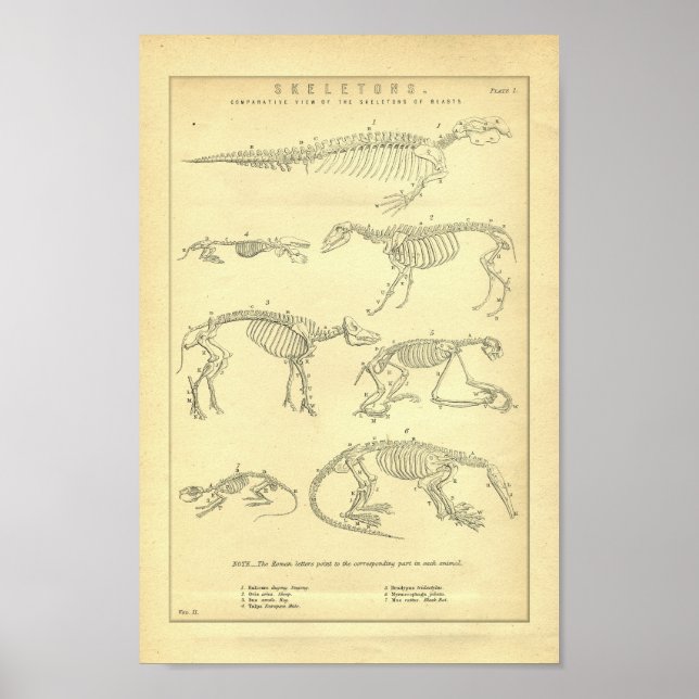 Poster Esquisses d'animaux vintages Imprimer (Devant)