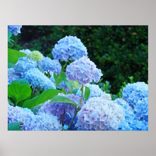 Poster estampes Blue Hydrangea Flowers Garden (Devant)