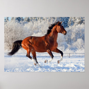 Poster Étalon de Trakehner de baie