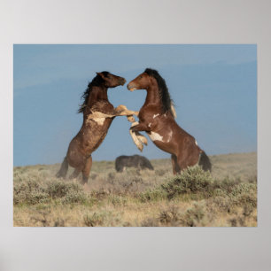 Poster Étalons de chevaux sauvages se battant